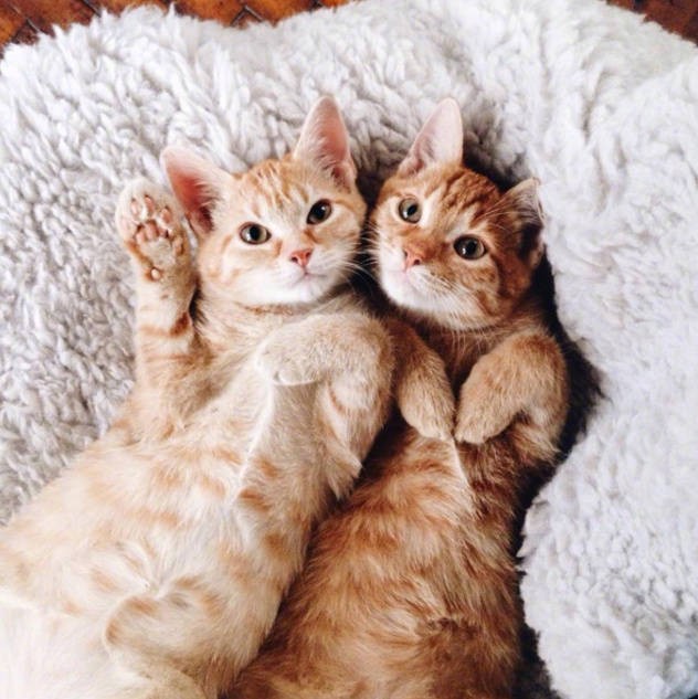 我在大理寺当宠物电影一口气看完,我在大理寺当宠物一口气看完