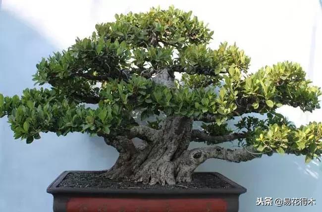 盆栽植物落叶是怎么回事,盆栽植物出现黄叶怎么处理