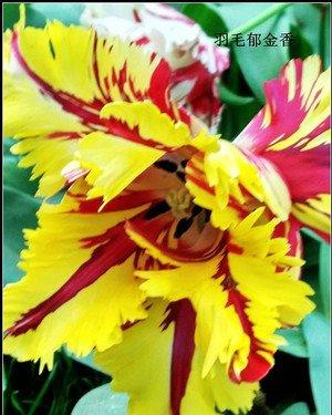 郁金香花之女王,素有花之女王之称的郁金香