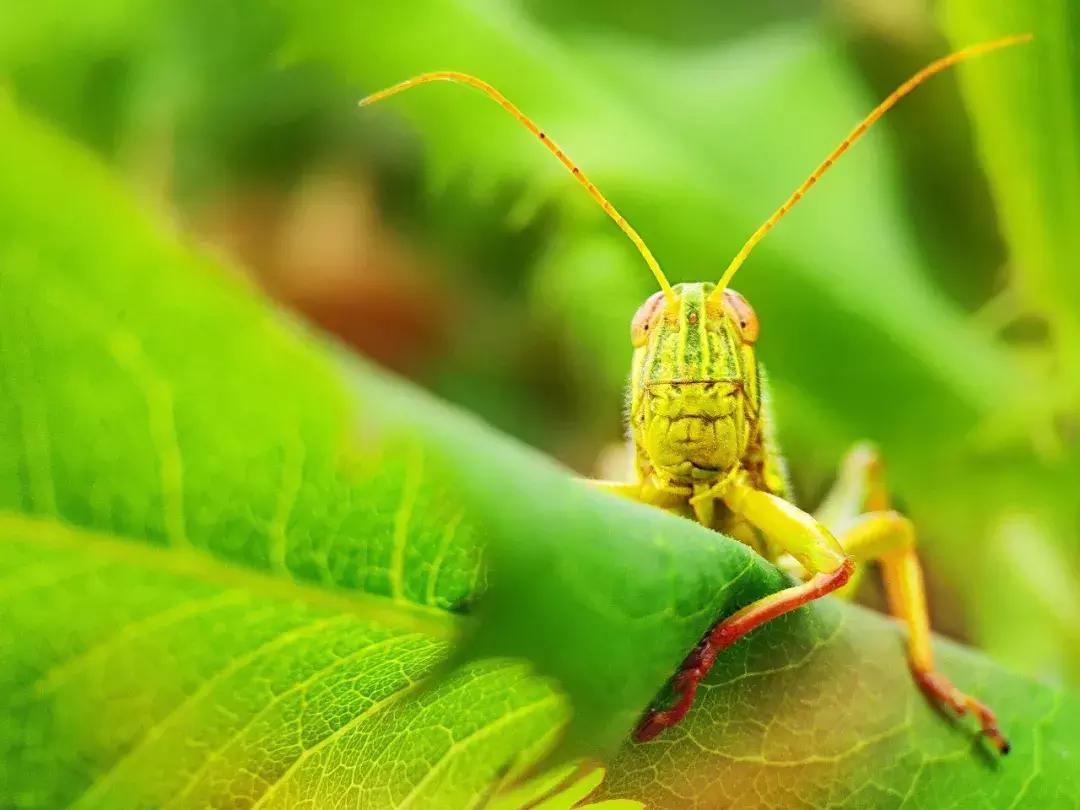 手把手教你拍摄微距花,春天拍花卉微距摄影镜头推荐