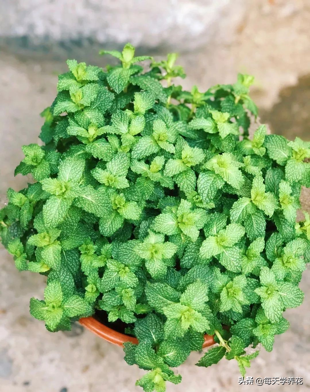 8种夏天常吃的花，清热降火，越吃越健康