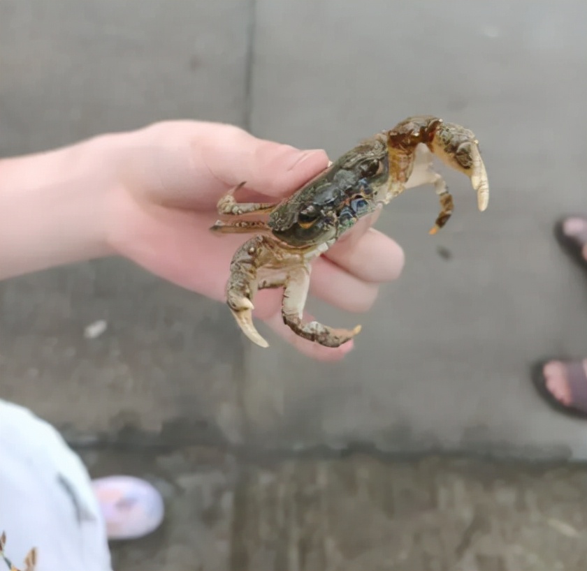 大闸蟹捕食稻田害虫,螃蟹的害虫是什么