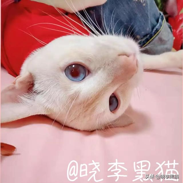 猫咪能看到鬼吗,猫咪能看到灵异东西吗