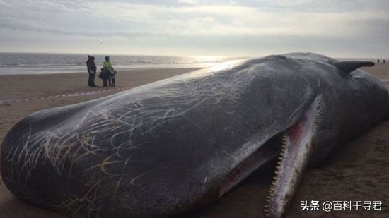 为什么抹香鲸它的潜水能力最强呢,抹香鲸为啥潜水能力最强