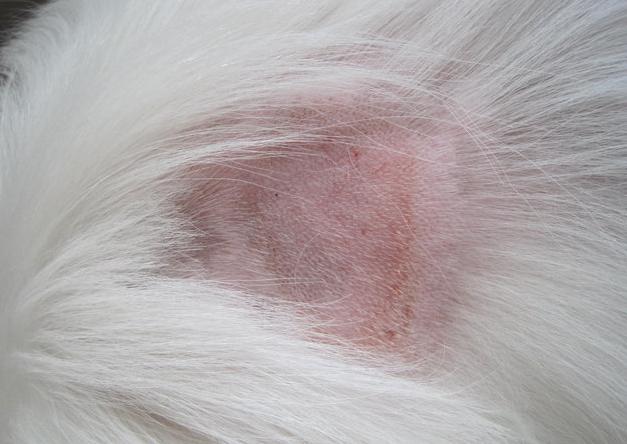 狗狗脓皮病越来越多怎么办,狗狗皮肤发红有皮屑怎么治比较好