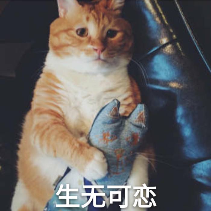 贪便宜买的猫,无良商家猫癣家里的猫全部中招
