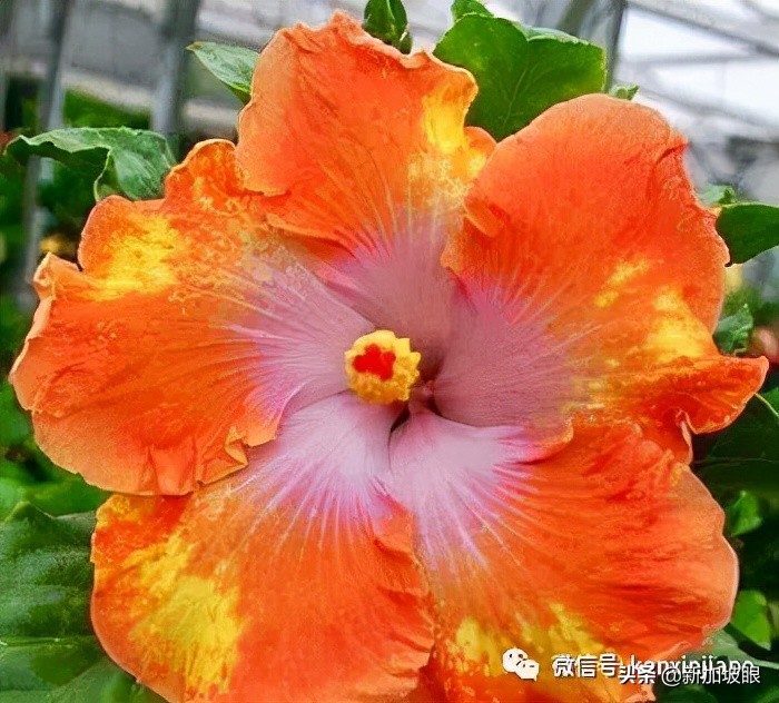 扶桑花和木槿花的区别图片,扶桑木槿花图片