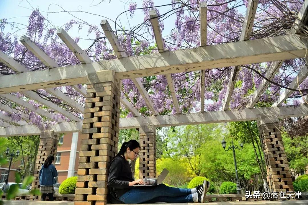 天津河北区桃花堤开了吗,天津看桃花的北运河桃花堤