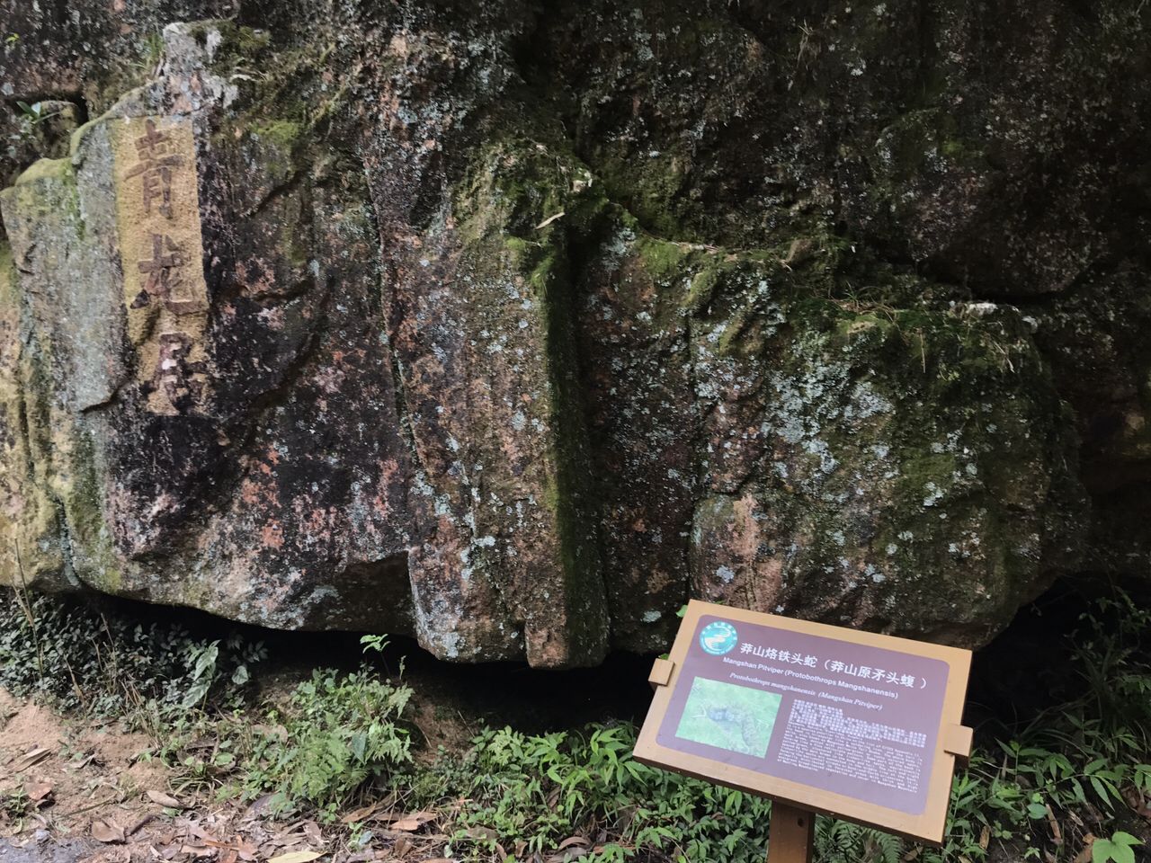 小青龙有多大150克,小青龙有多厉害