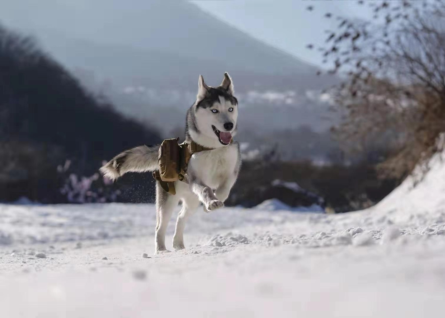 带宠物去旅游好玩吗,带着宠物去旅行游乐设施