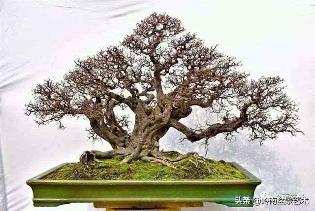 经典雀梅文人树盆景,十年以上的雀梅盆景图及价格