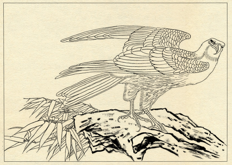 白描鹰技法基础入门,工笔画素材白描鹰图漂亮