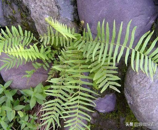 以前在农村很常见的一种野草,农村常见野草你能叫出它的名字吗