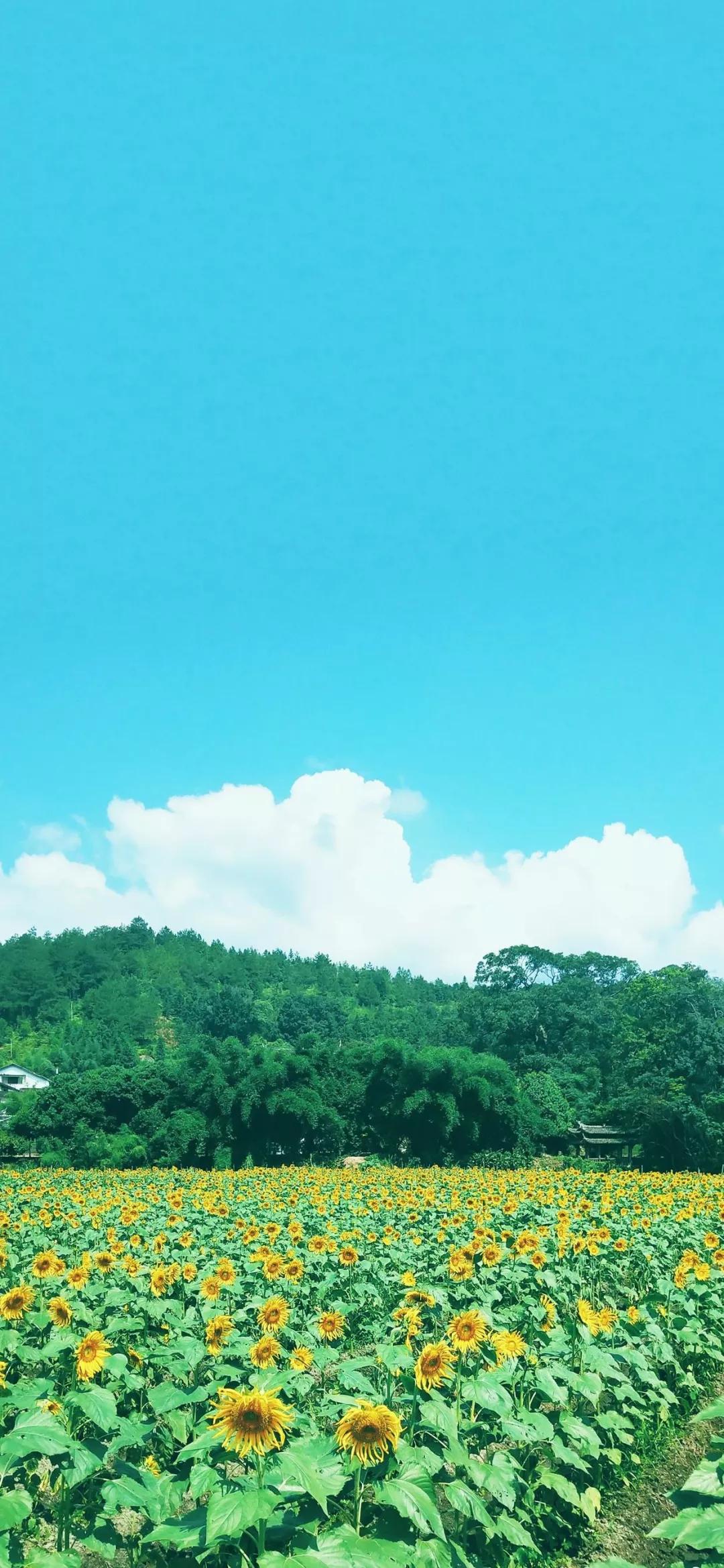 高清iphone壁纸动漫,iphone原生壁纸高清官方