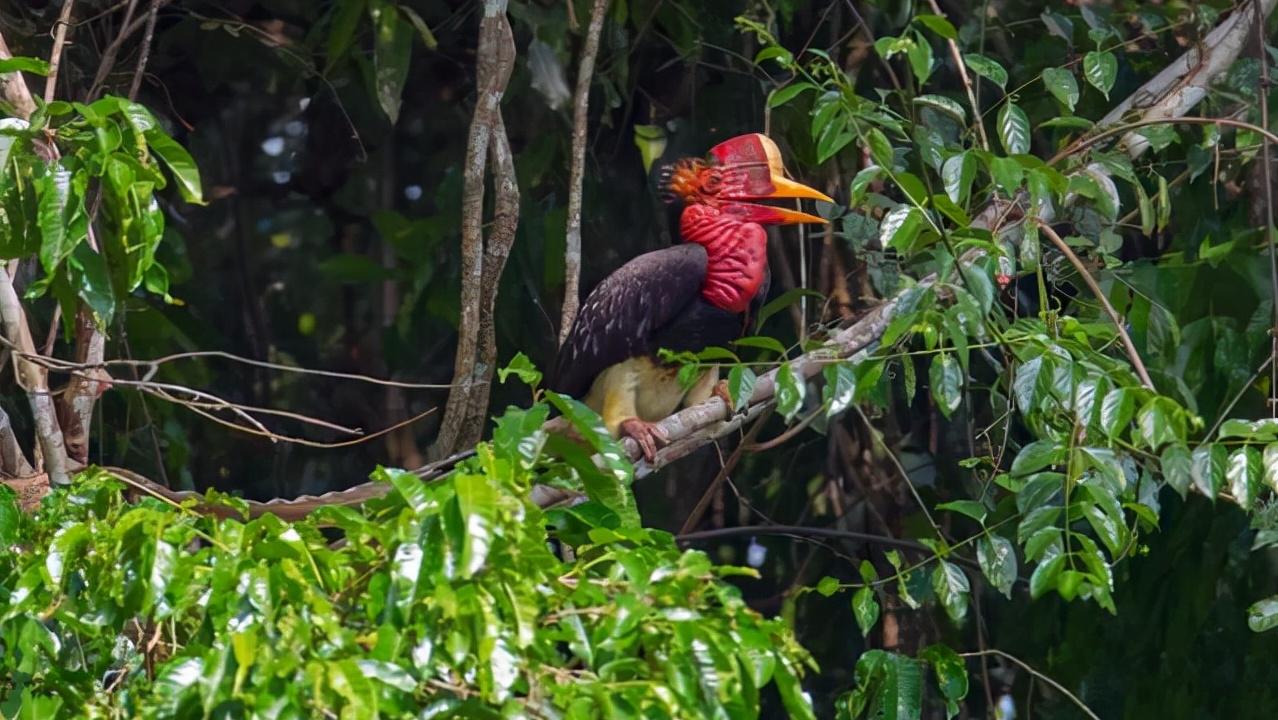 头骨最值钱鸟,头骨很珍贵的鸟
