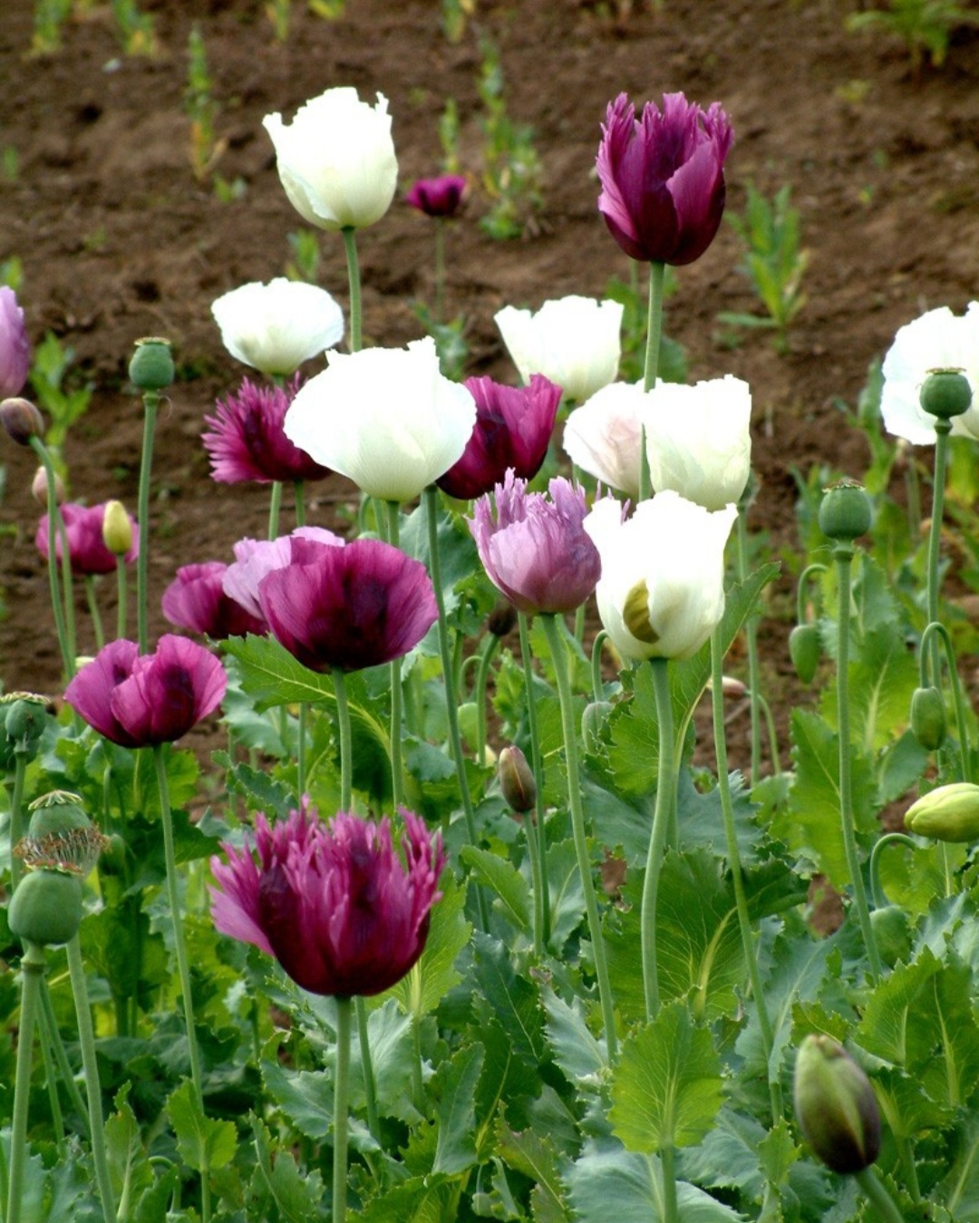 100种最毒的毒花,20种有毒的大毒花