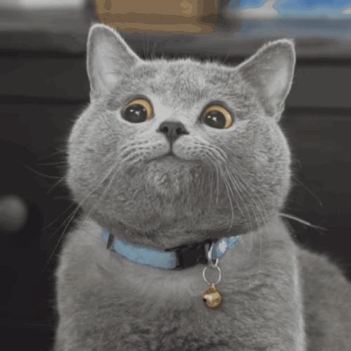 关于猫咪鼻子的8大秘密,猫咪的鼻子有什么特点和作用