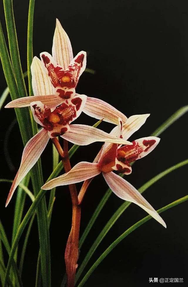 为什么兰花被称为国兰,为什么兰花又叫国兰