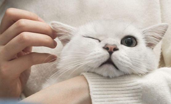 猫咪眼睛都是啥样的,猫咪眼睛有多冷知识