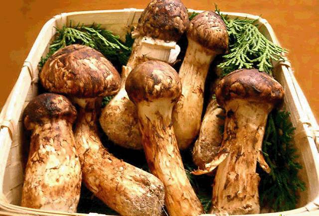 云南十六个州市的代表特色菜,云南省16州市特产排名