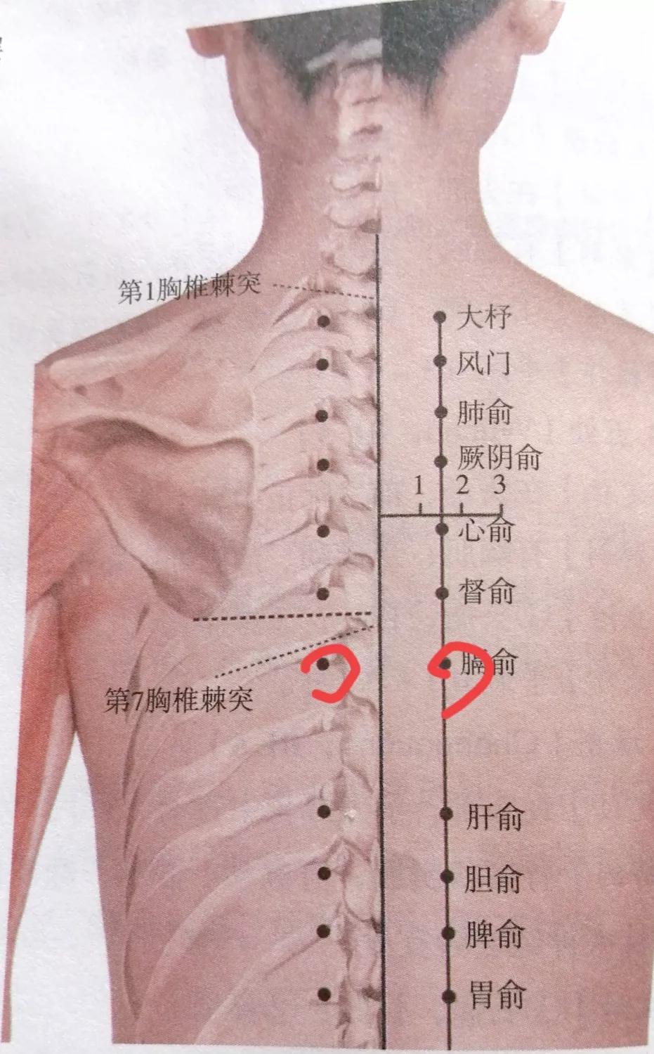 每日一穴臑俞穴,每日一穴气海俞穴
