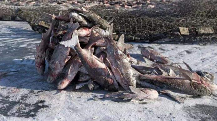 契丹人是游牧还是渔猎,契丹人是渔猎民族吗