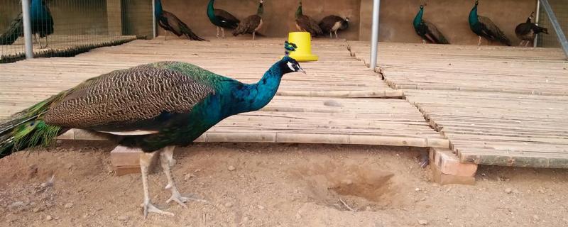 养殖孔雀的商业前景,孔雀养殖有市场前景吗