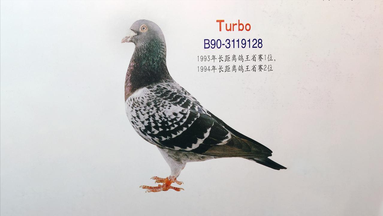 赛鸽名家的养鸽小技巧视频,工薪鸽友养鸽秘籍