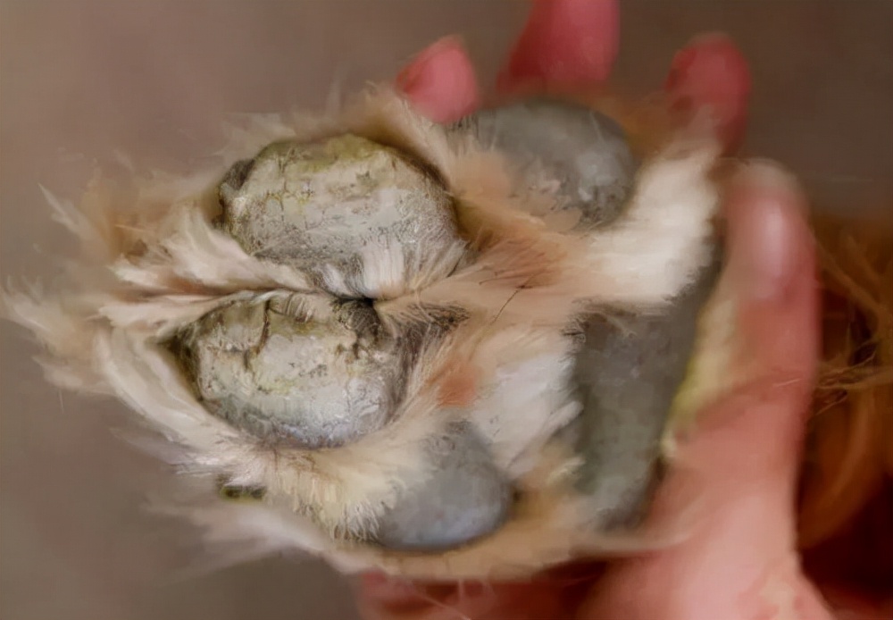 狗狗三个小技巧,狗跛行怎么办