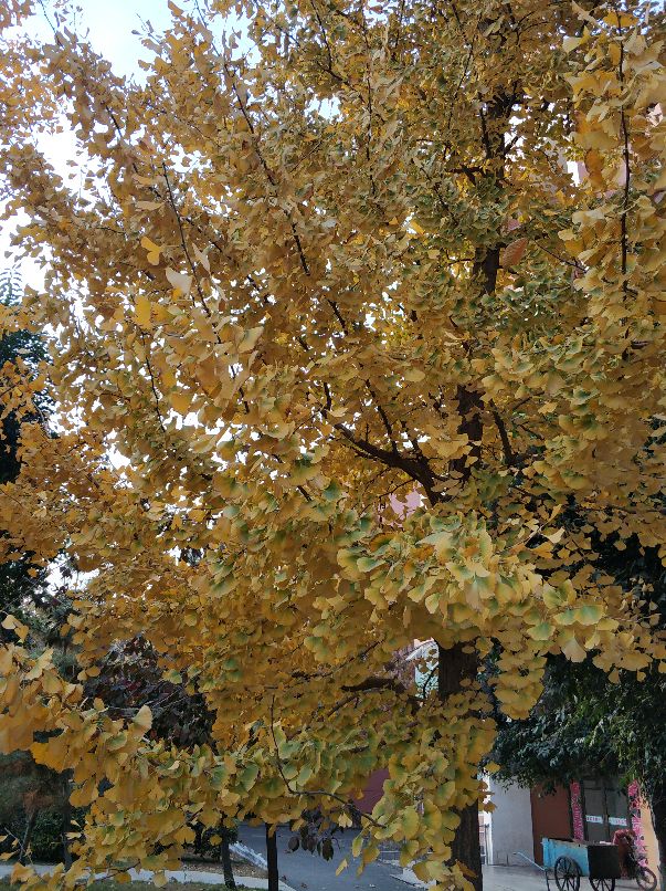 美丽的沙河,沙河一中怎么样