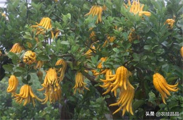 药材佛手种植技术和方法,佛手果树的种植技术