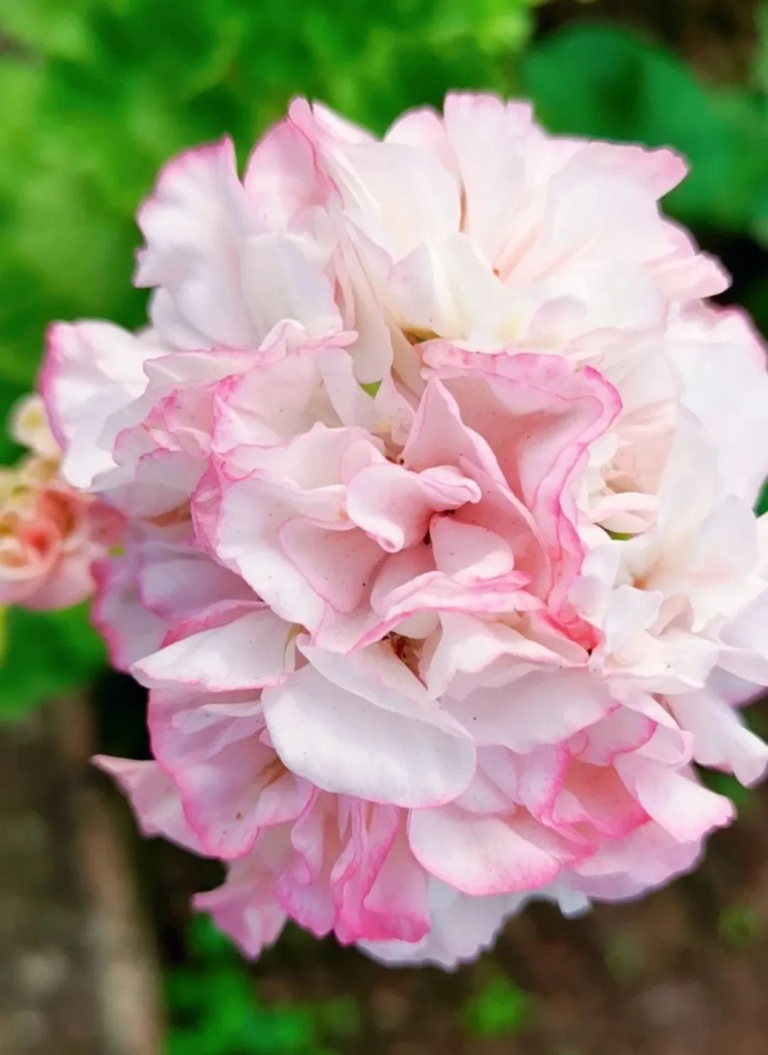 这种花别乱浇水水越多越不开花,这种花不怕冷好养易活