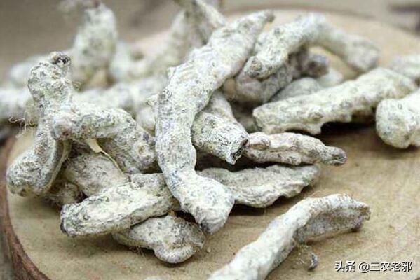 蚕得了白僵病是怎么回事,蚕的白僵病怎么养