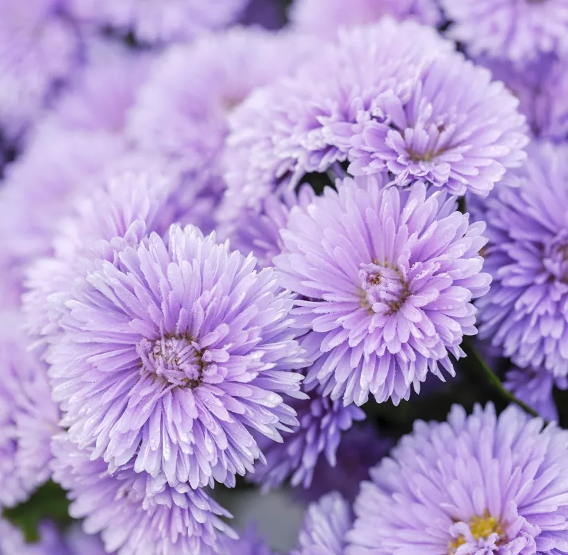 “花开爆盆”的成就感不是所有植物都能给你的，而它就可以