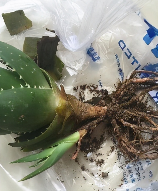 芦荟越来越干瘪如何挽救,芦荟瘪了咋办