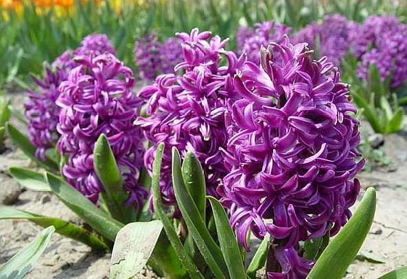 风信子开完花后怎么处理视频,风信子开花后怎么处理种球