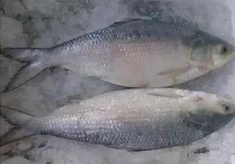 海南渔民整理的海鲜大全,渔民海鲜介绍