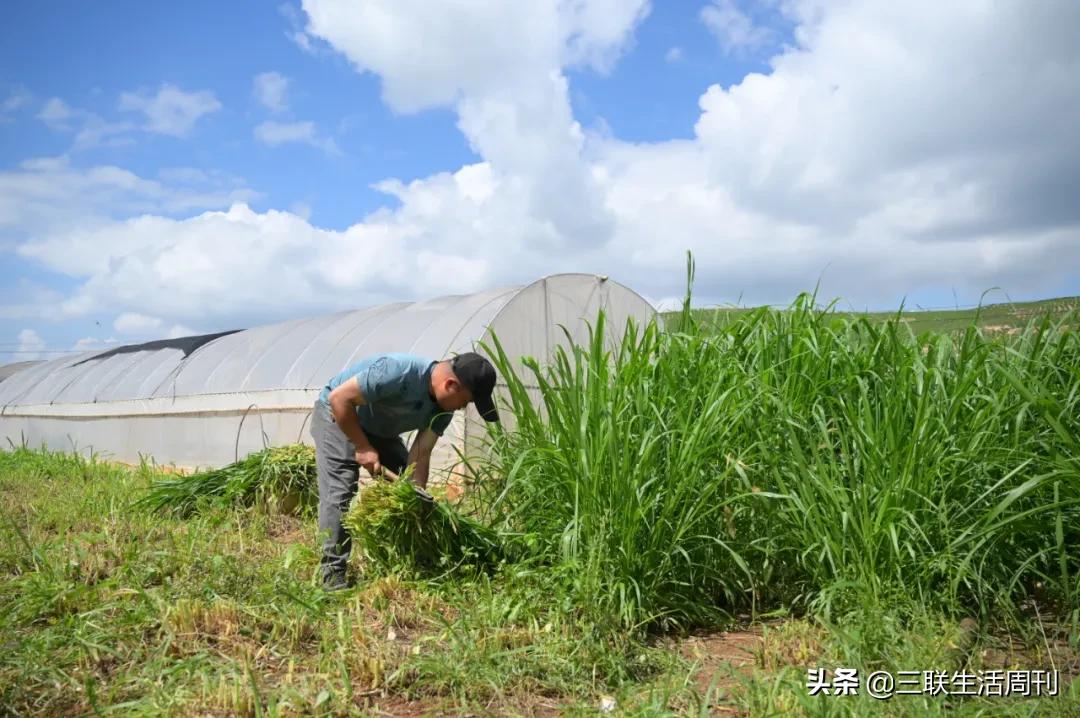 那些回村的年轻人,90后留在农村的真实生活