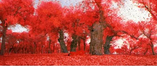 张艺谋唯一一个没有差评的电影,开启中国大片时代的电影张艺谋