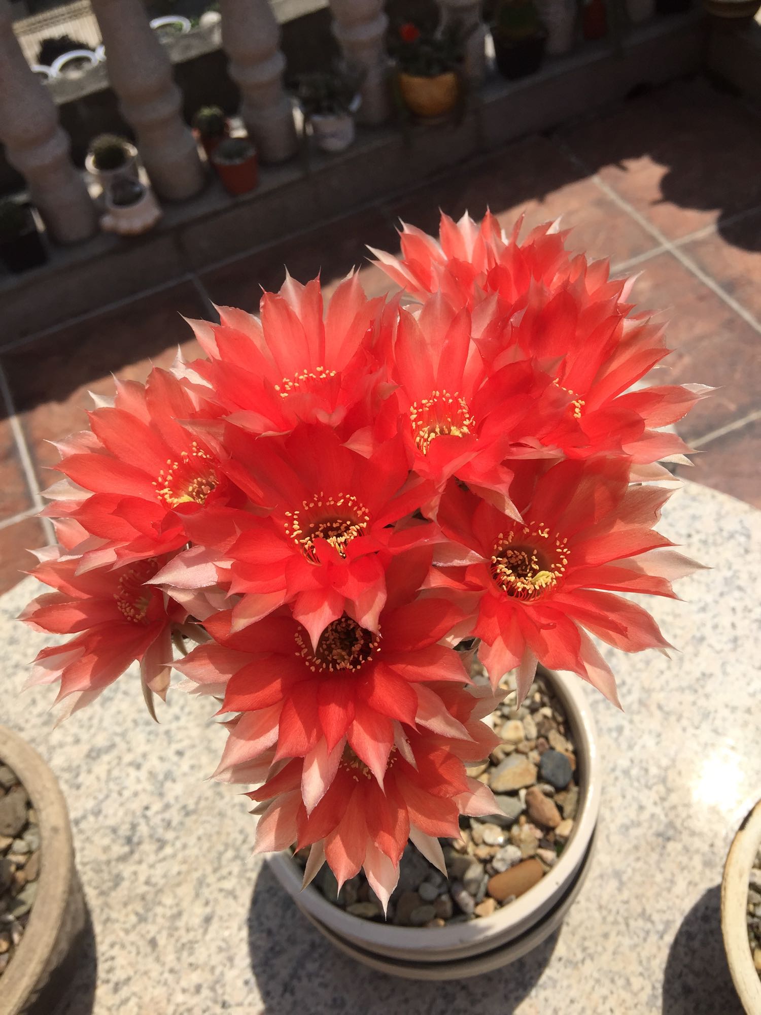 春天养仙人球，养棵黑金刚吧，号称开花劳模，花大美丽，香气馥郁