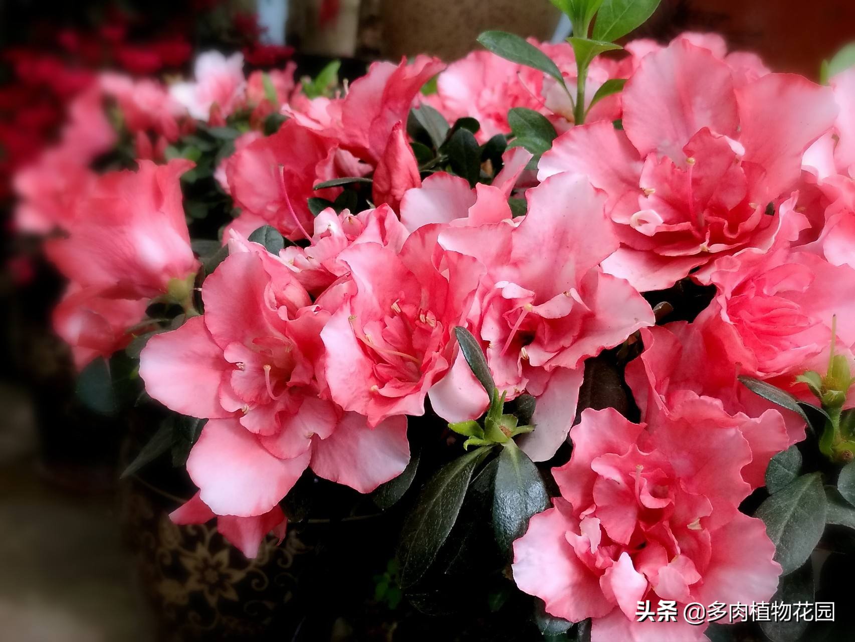 中国四大名花哪种最好,中国十大名花茶花香味排行榜