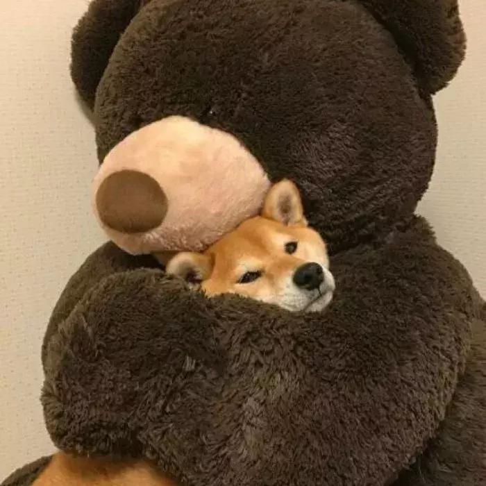 柴犬招财和可爱的小公主,柴犬萌萌