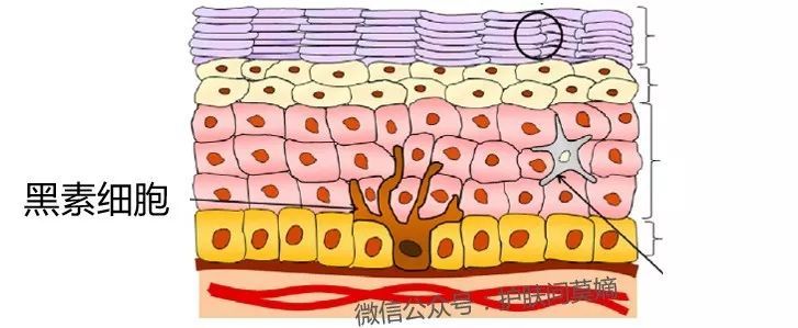 男生军训晒黑用什么美白,军训晒黑美白护肤品