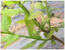 蓝莓枝枯病害图片大全,蓝莓果都有哪些病害