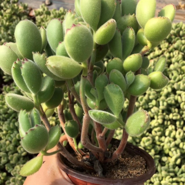 多肉熊童子叶片上落灰尘如何处理,多肉熊童子夜晚零下3度会冻伤吗