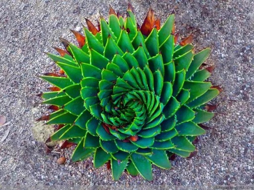 世界十大花卉排行榜名单,世界十大名贵花草