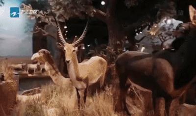 奔跑吧济南第六期录制,奔跑吧兄弟来济南去过哪些地方