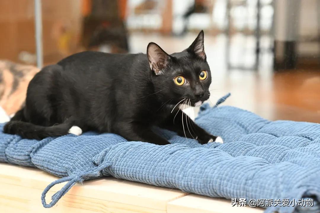 盖雪:信女愿一生荤素搭配,祈望这只拆家啊不,旺家猫找到新家