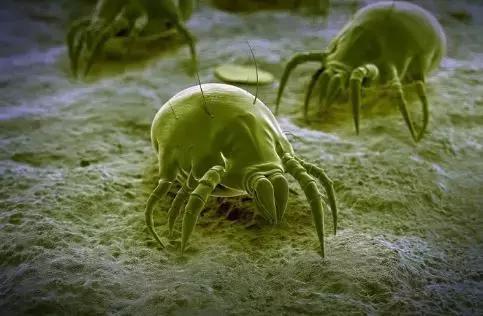 狗狗不同品种颜色分类,狗狗不同的类型有哪些特点