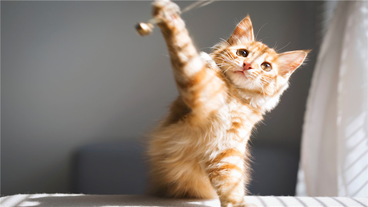 3招搞定猫咪臭屁股！我柠檬了